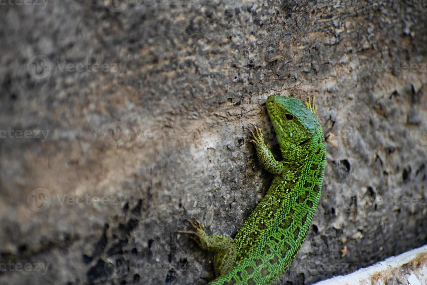 Green Lizard. Lacerta viridis. Oestliche Smaragdeidechse. European green lizard. photo