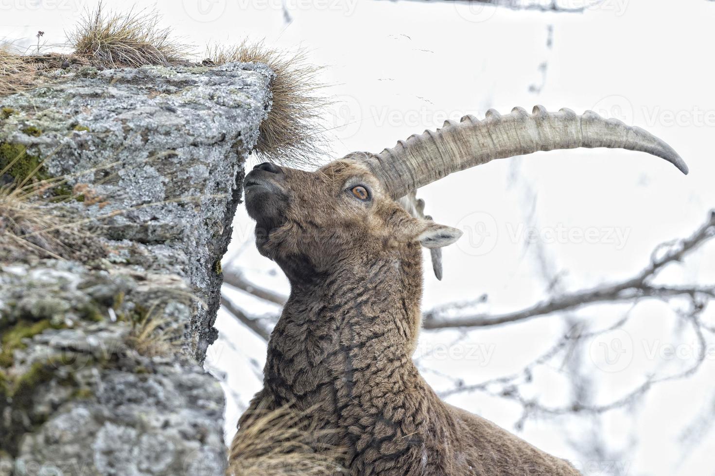 Deer ibex long horn sheep Steinbock photo