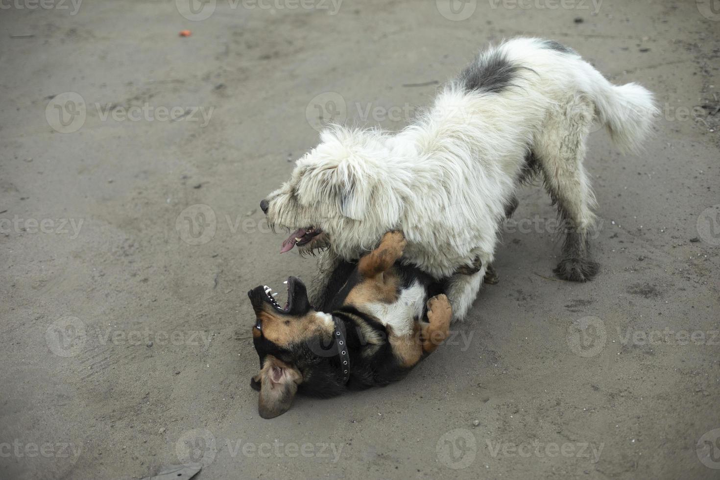 Dogs fight. Playing dogs on street. photo