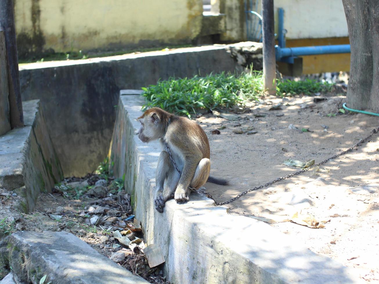 a long tailed monkey looks sad because of the iron chain around his neck photo