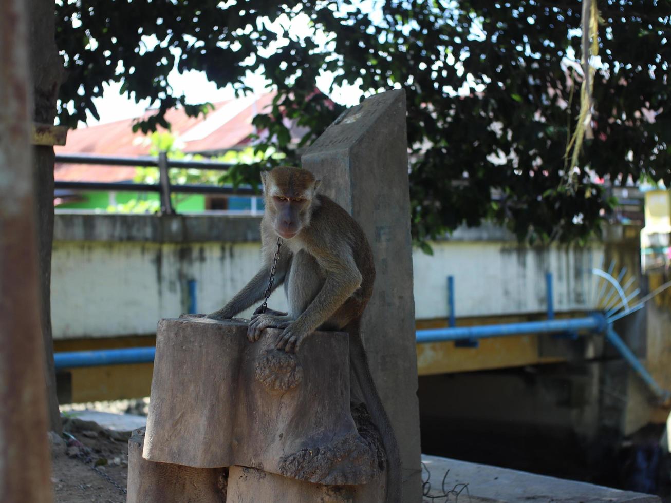 a long tailed monkey looks sad because of the iron chain around his neck photo