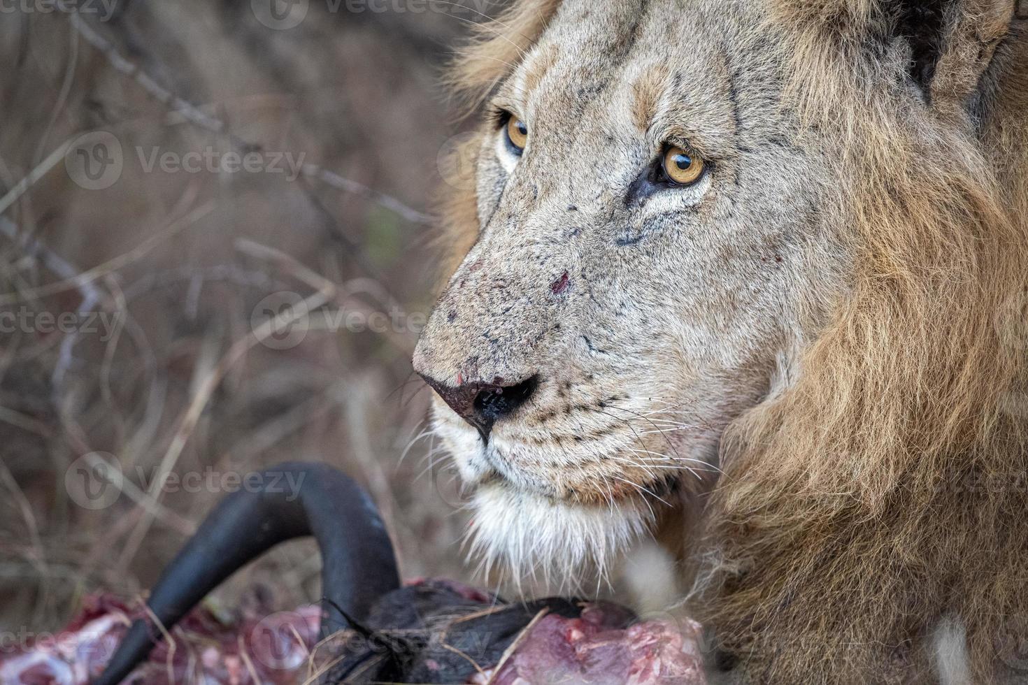 male lion in kruger park south africa eating a gnu photo
