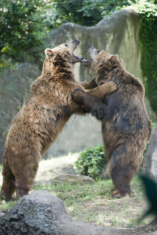 Two black grizzly bears while fighting photo