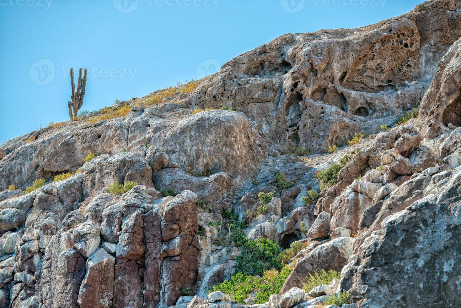 cactus on desert rock island photo