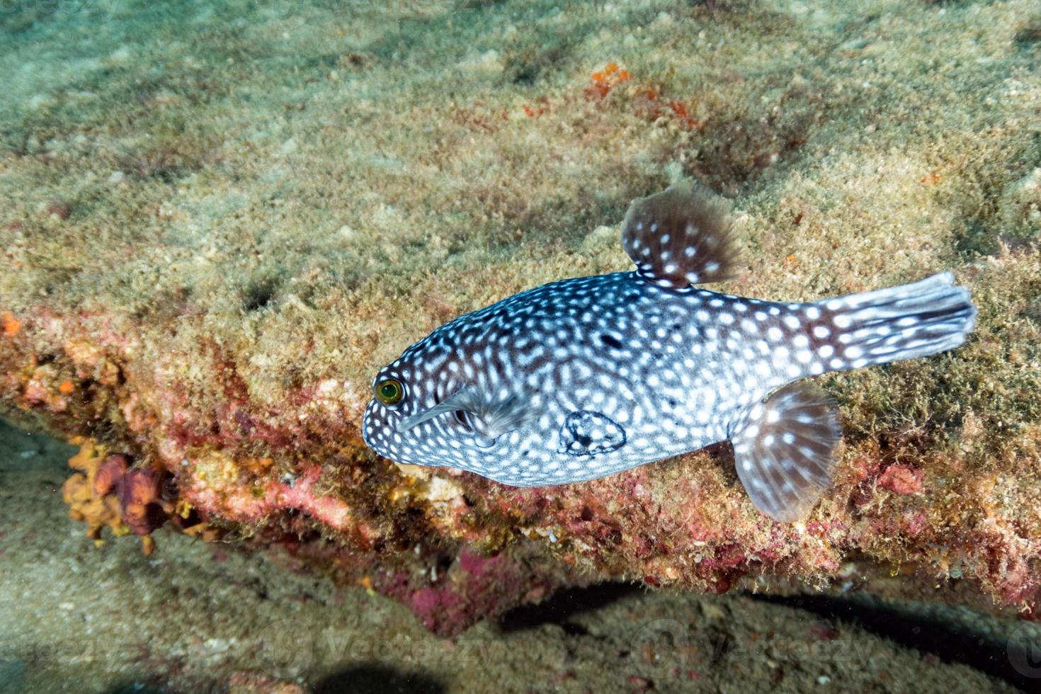 Puffer fish black white spotted close up photo