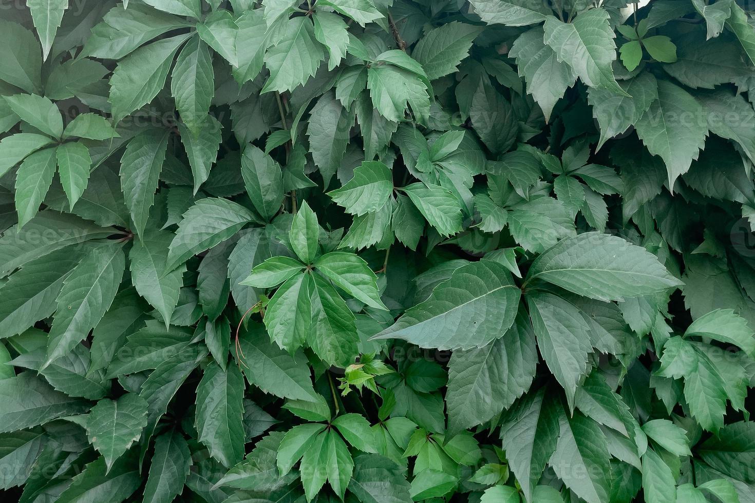 background of plants, large grape leaf photo