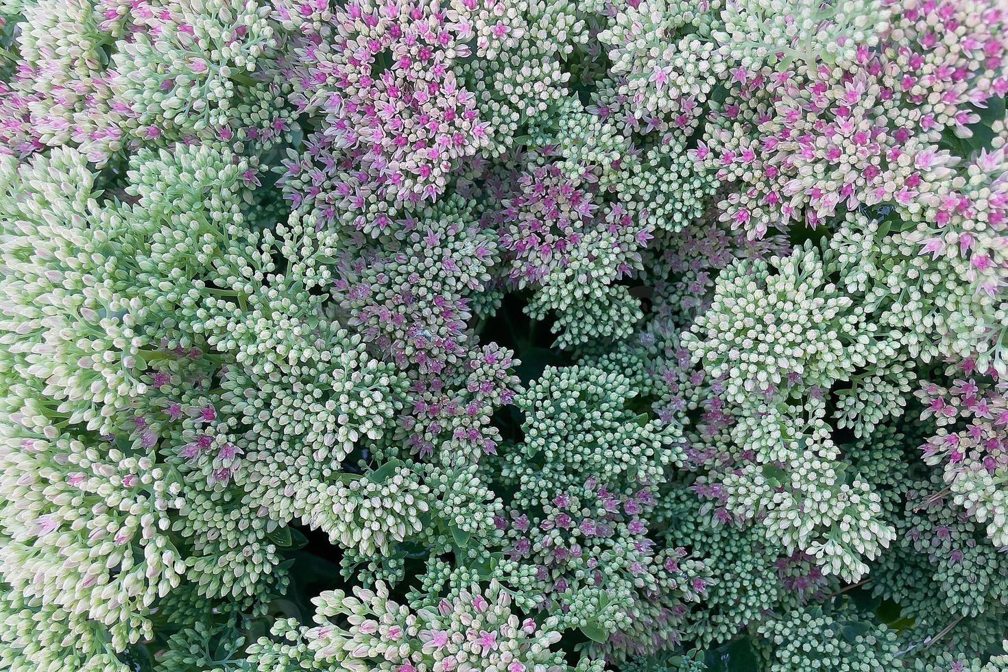 a beautiful plant with small buds, in large numbers, natural background photo