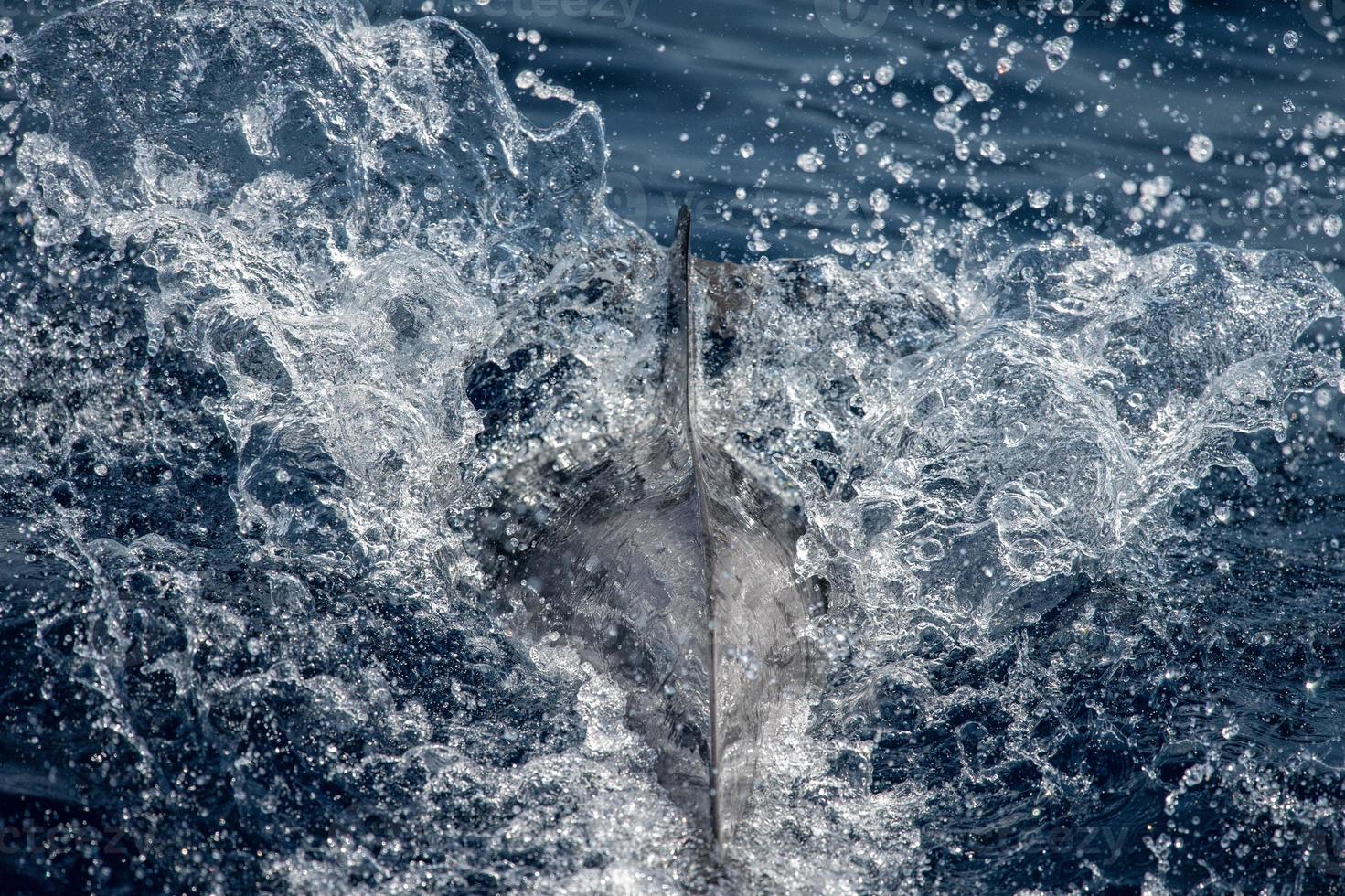 Dolphin while jumping in the deep blue sea photo