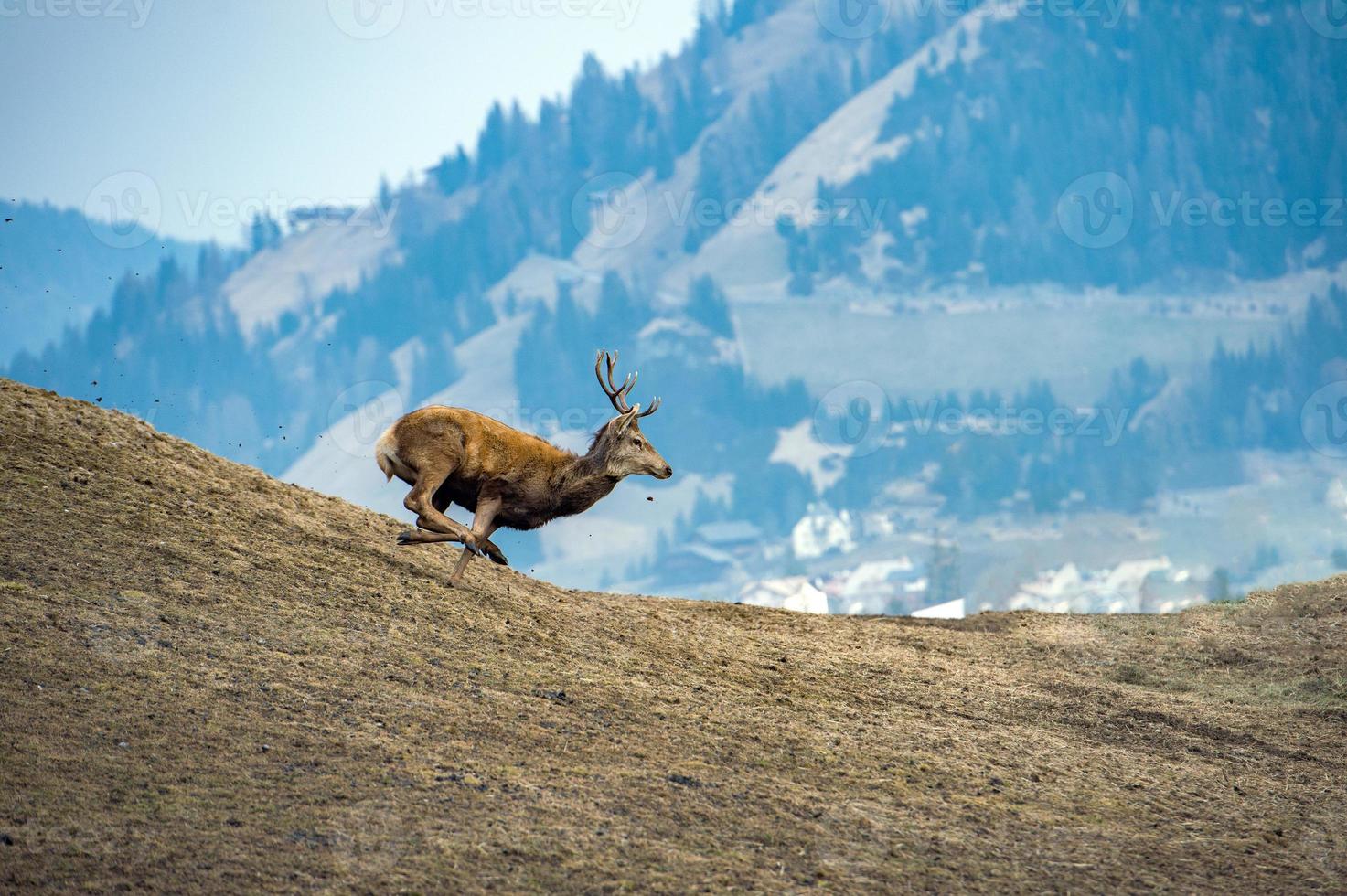 male red Deer portrait looking at you photo