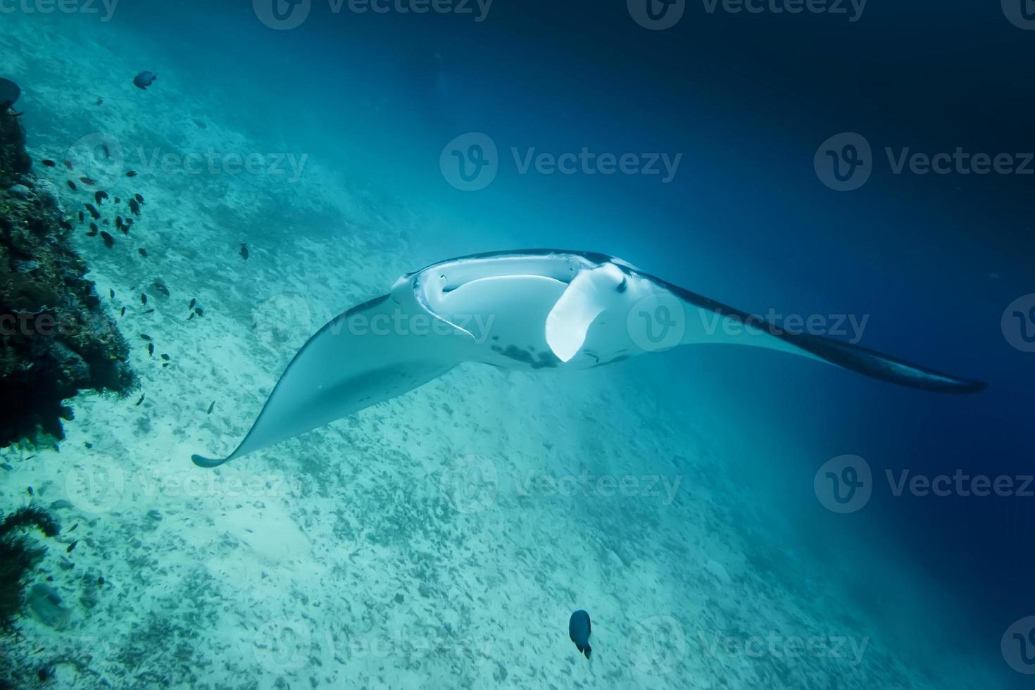 An isolated Manta in the blue and sand background photo