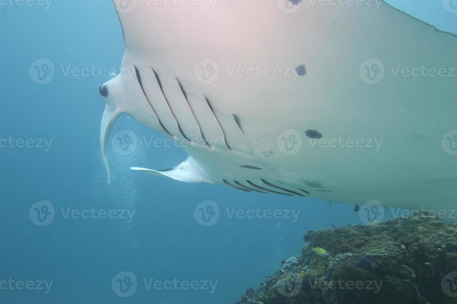 Manta close up portrait underwater photo