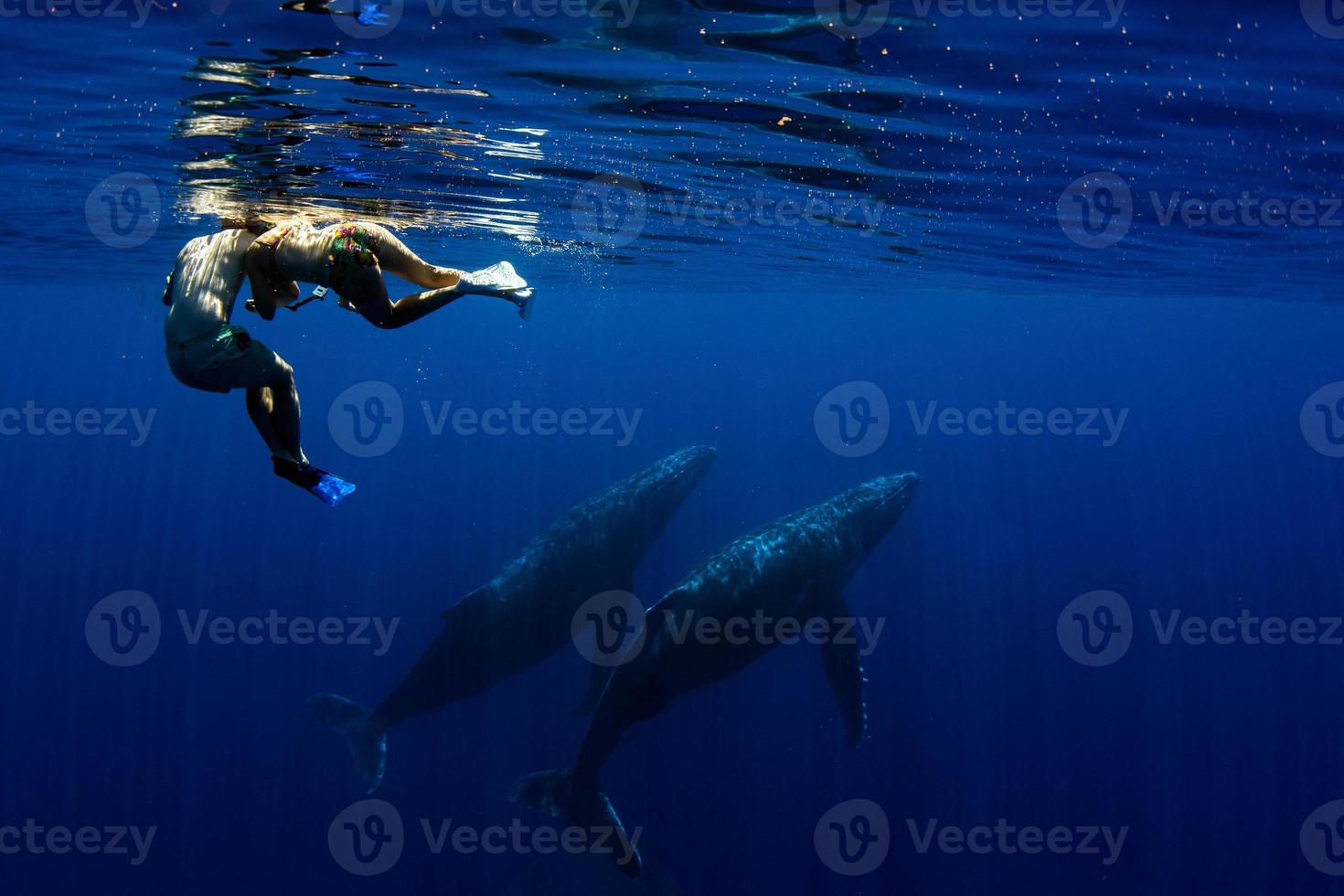 diving with Humpback whale underwater in Moorea French Polynesia photo