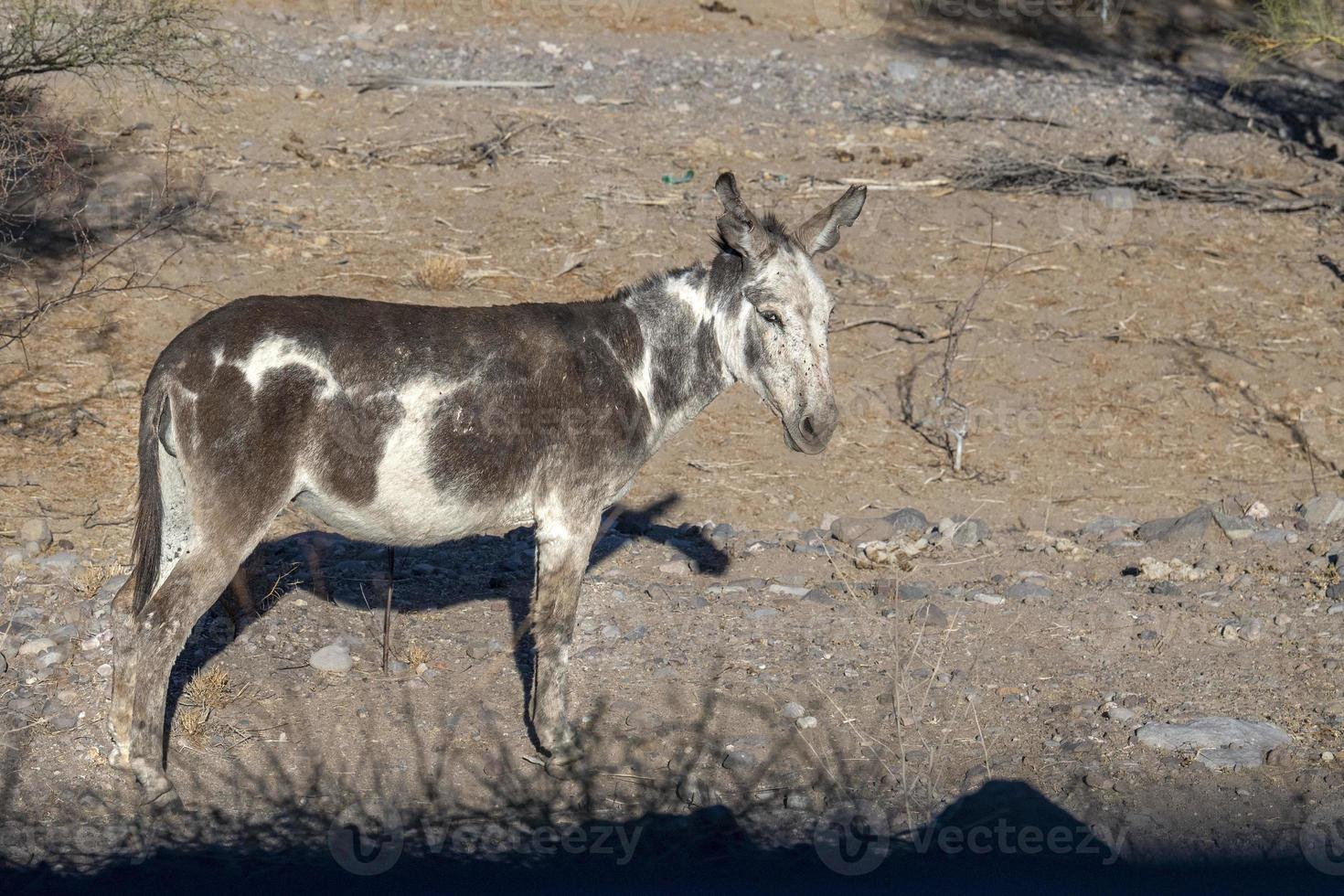 burro joven en el desierto de california foto