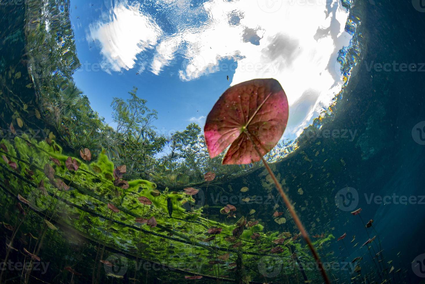 underwater gardens and water plants in cenotes cave diving in Mexico photo