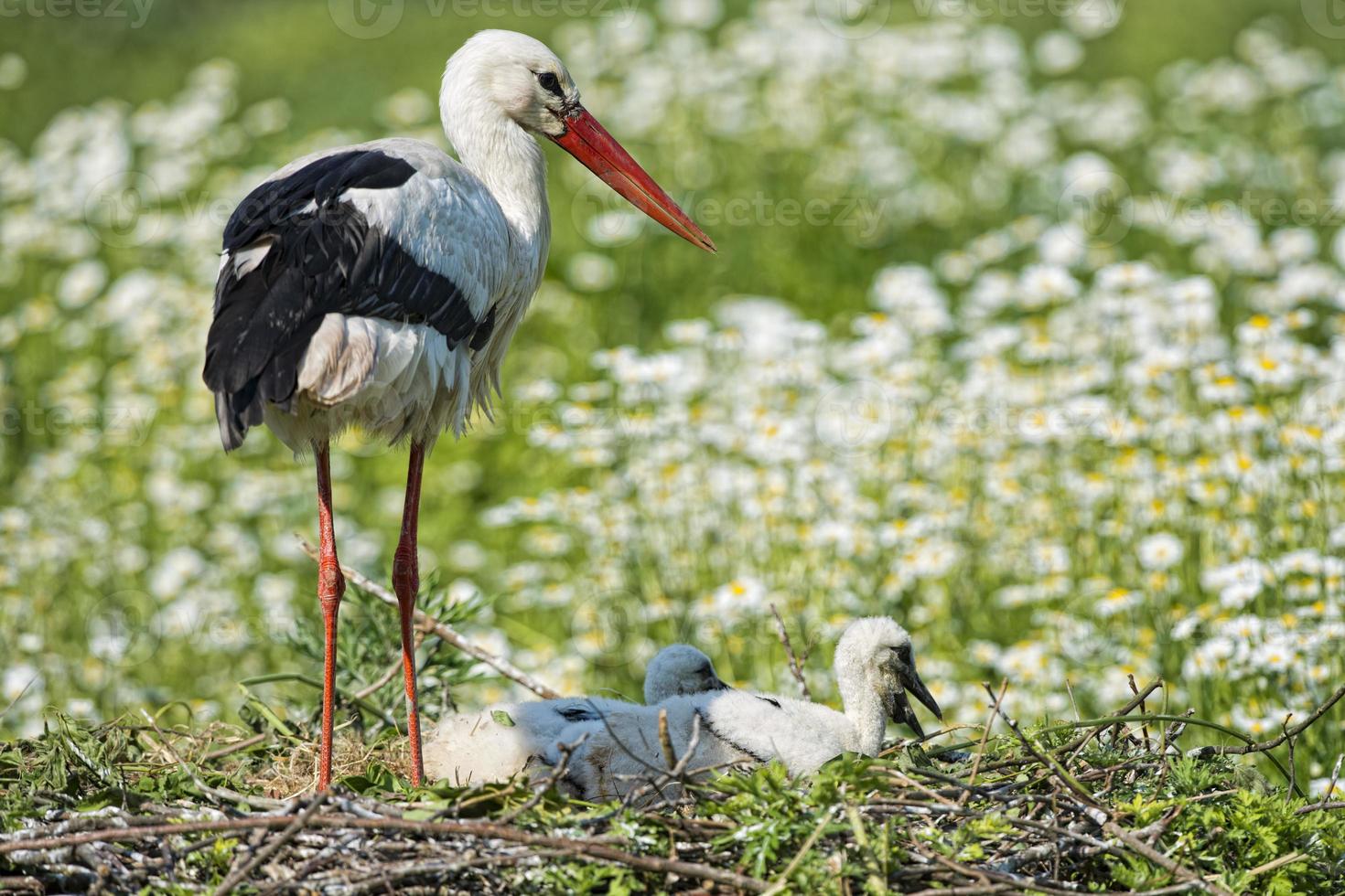 Stork with baby puppy in its nest on the daisy background photo