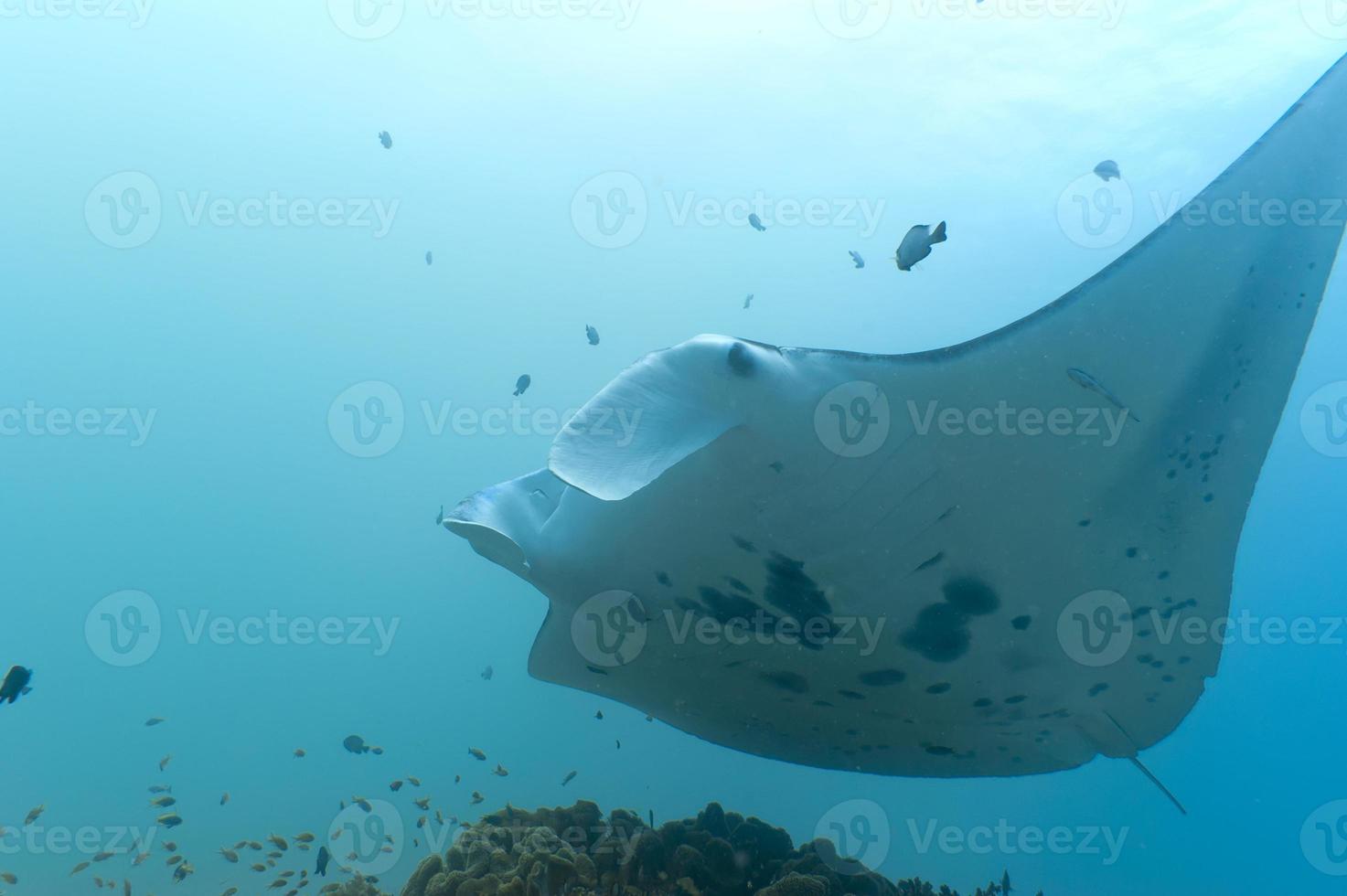 An isolated Manta in the blue background photo