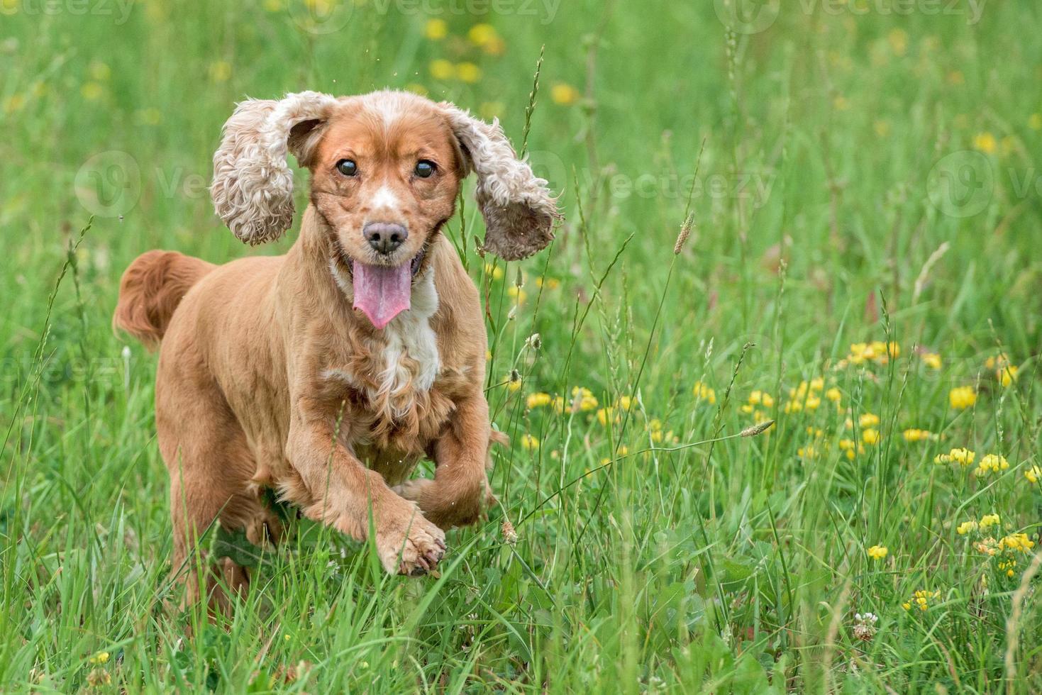 cachorro joven perro cocker spaniel inglés mientras corre sobre la hierba foto