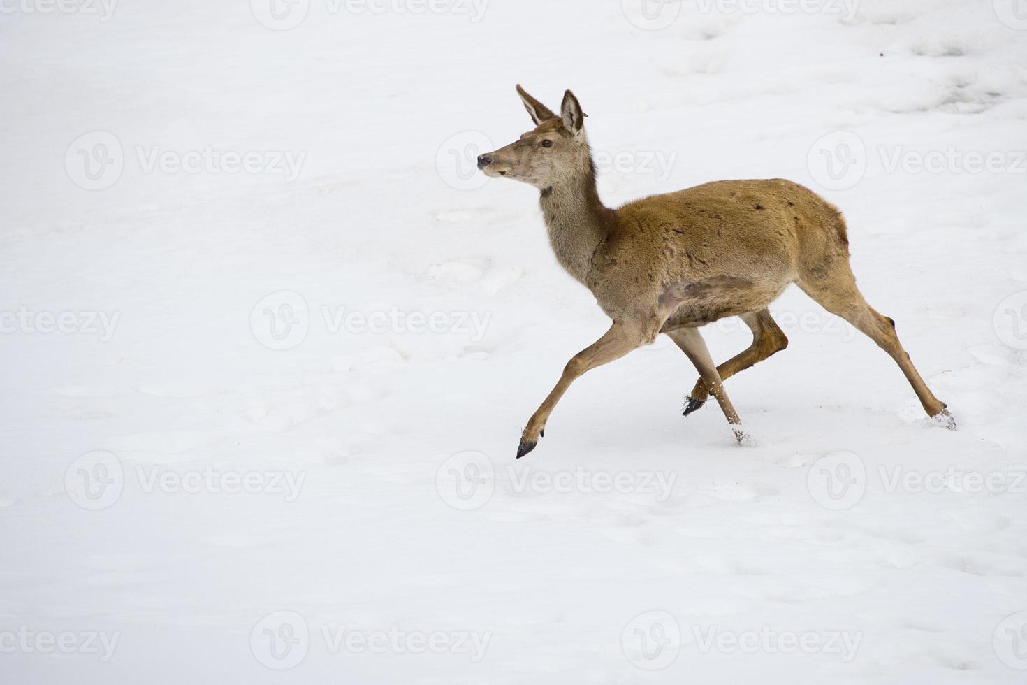 Deer on the snow background photo