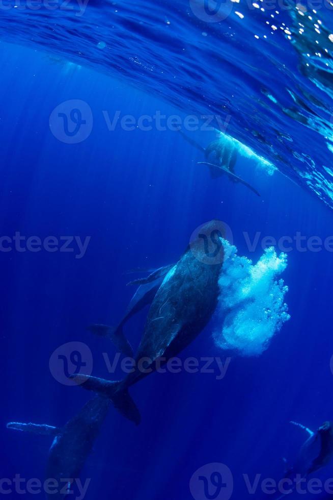 diving with Humpback whale underwater in Moorea French Polynesia photo