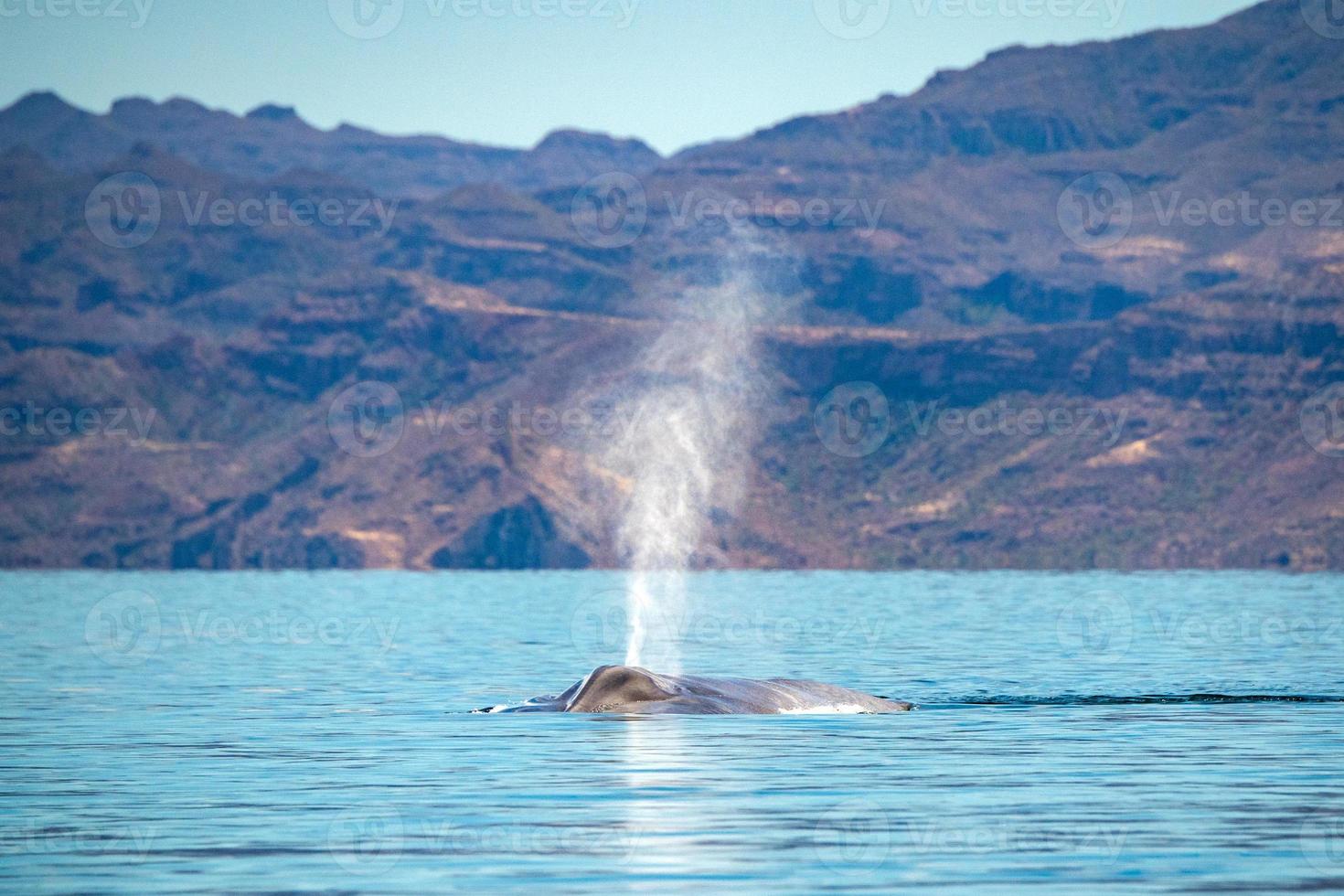 respiración de ballena azul el animal más grande del mundo foto