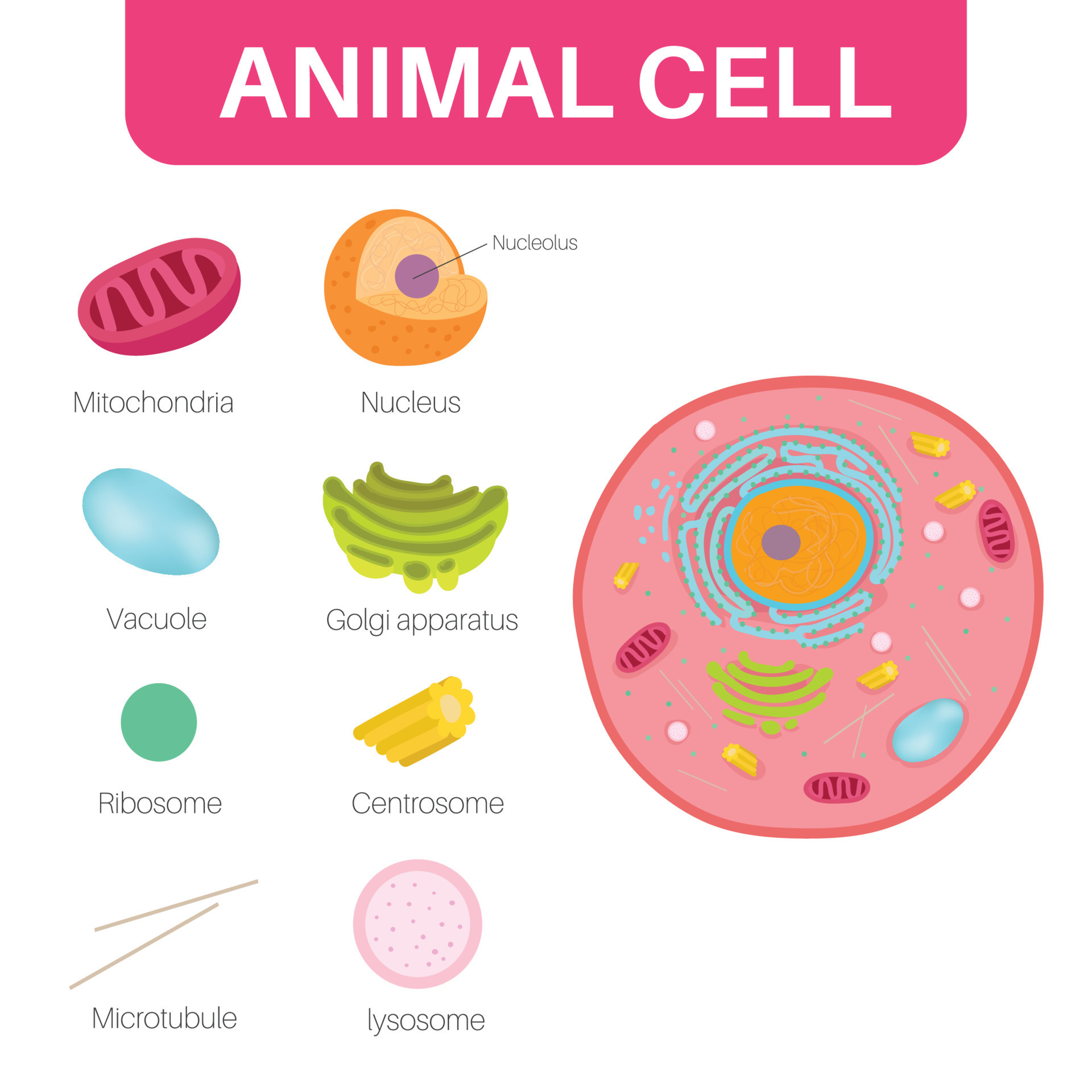 An animal cell is a type of eukaryotic cell. 12204761 Vector Art at Vecteezy