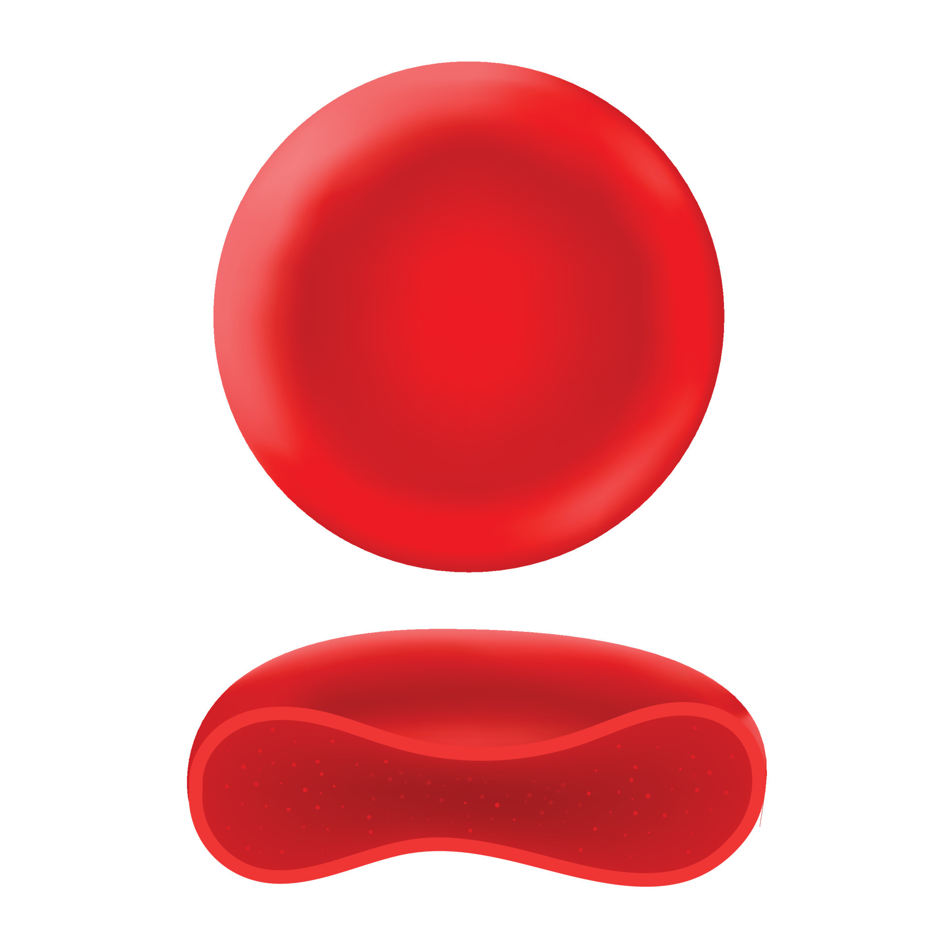 Red blood corpuscles in humans or other animals. 12204765 Vector Art at Vecteezy Red blood corpuscles in humans or other animals. 12204765 Vector Art at Vecteezy