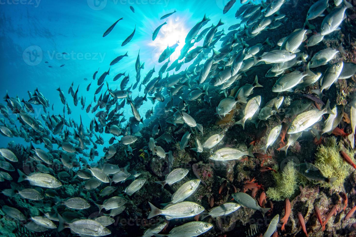 sardine school of fish ball underwater photo