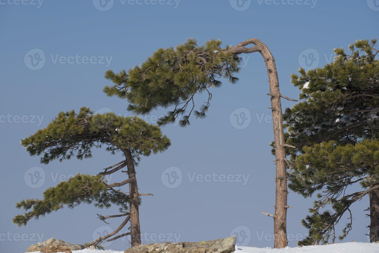 Tree branch covered by ice in winter time photo
