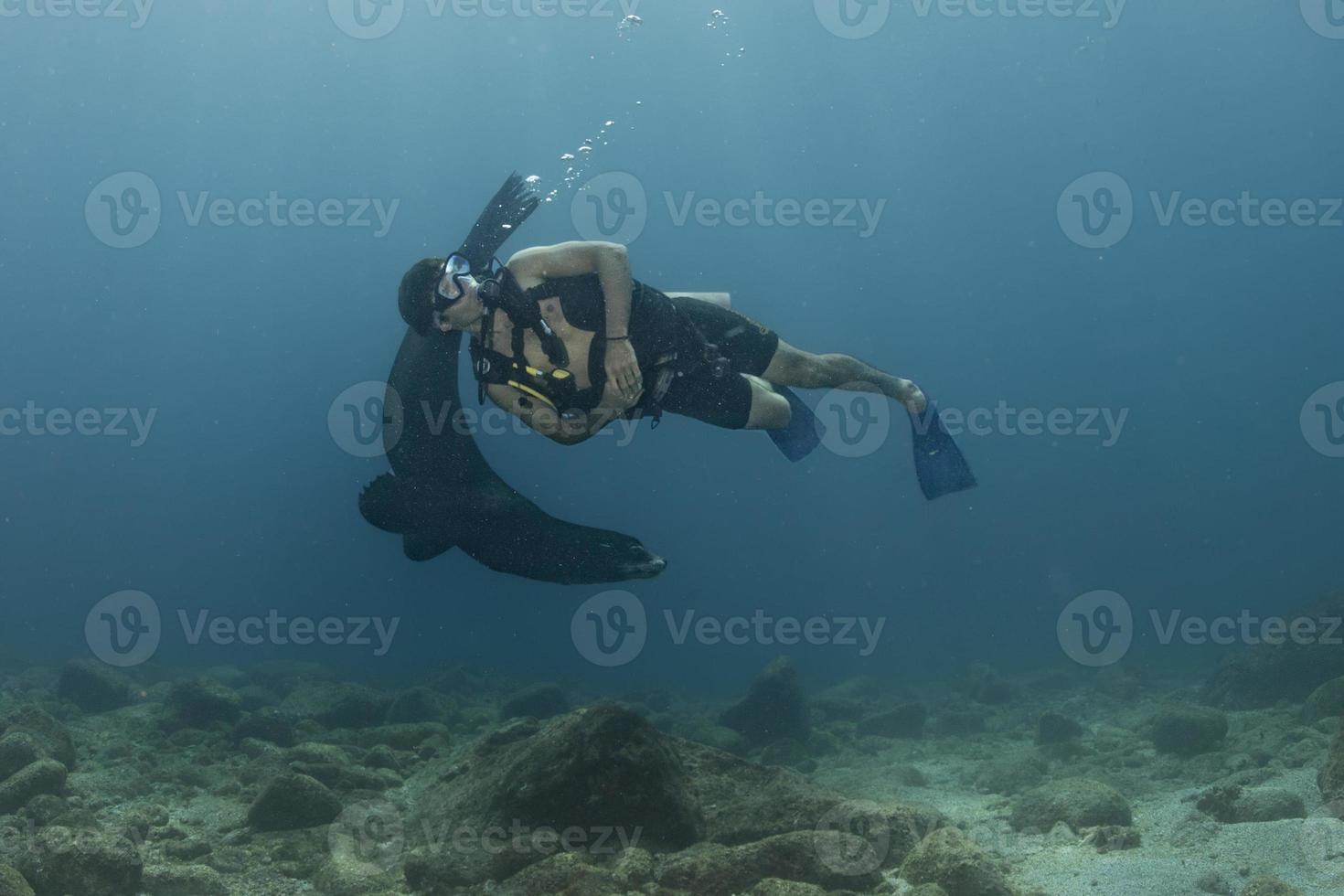 Scuba diver and Seal sea lion in baja california photo
