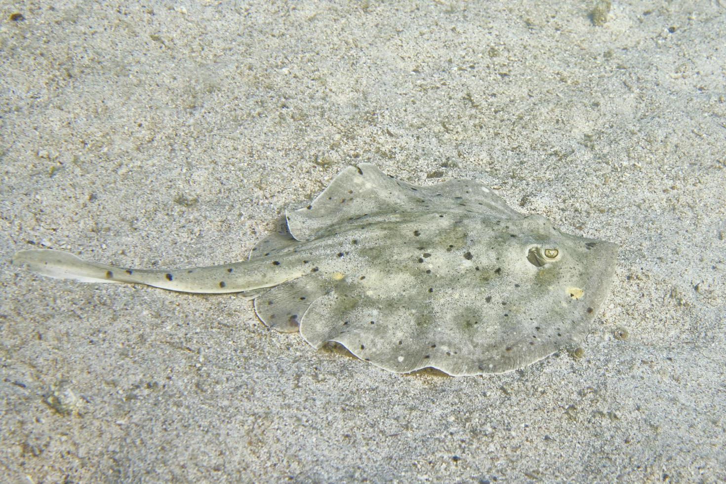 parsnip stingray fish photo