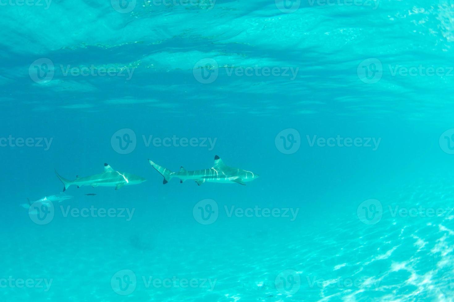 bucear con tiburones en el océano azul de polinesia foto