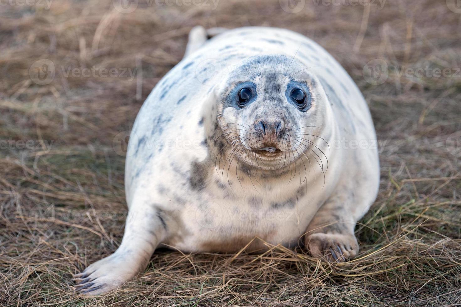 grey seal puppy while looking at you photo