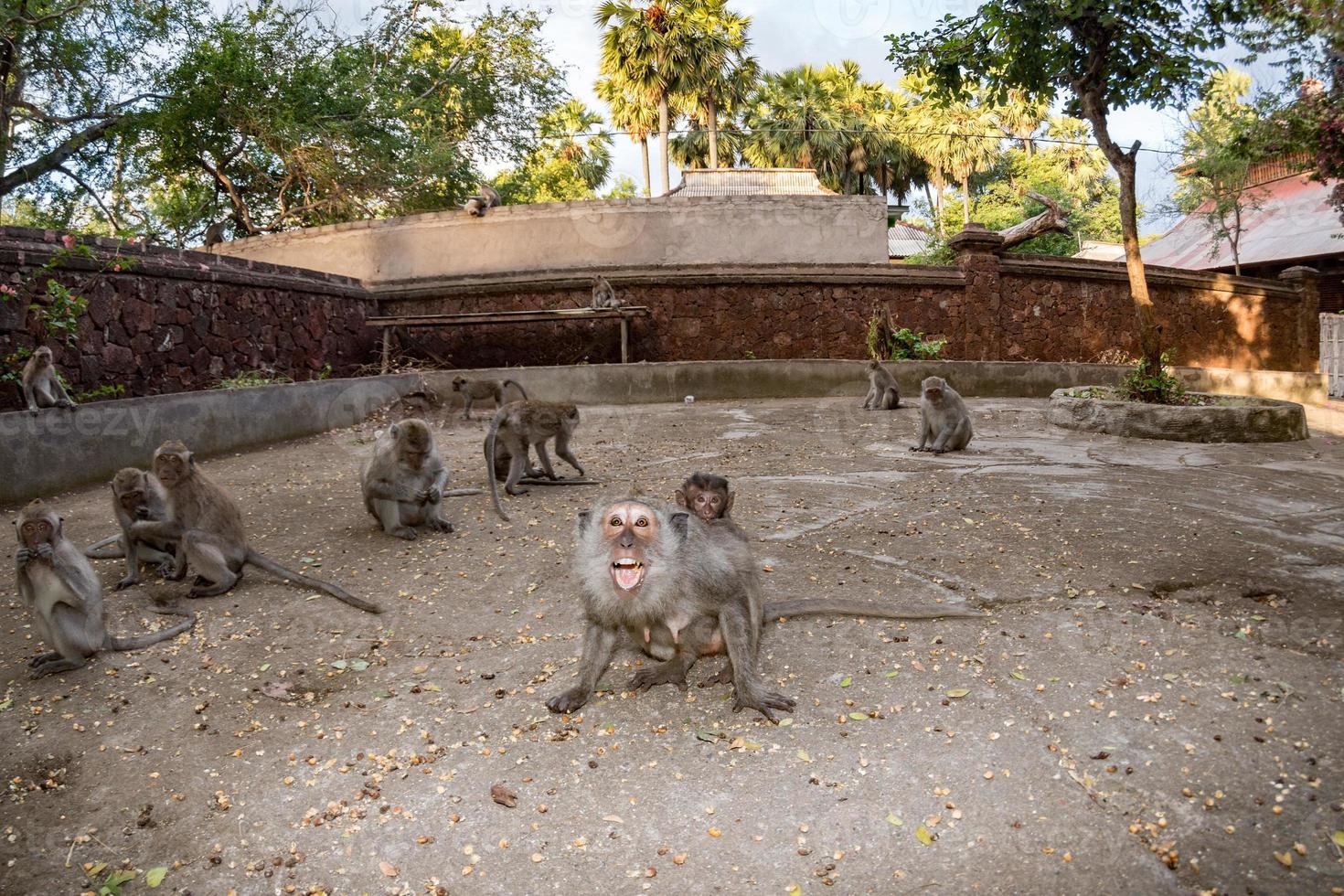 agressive Indonesia macaque monkey ape inside a temple portrait photo