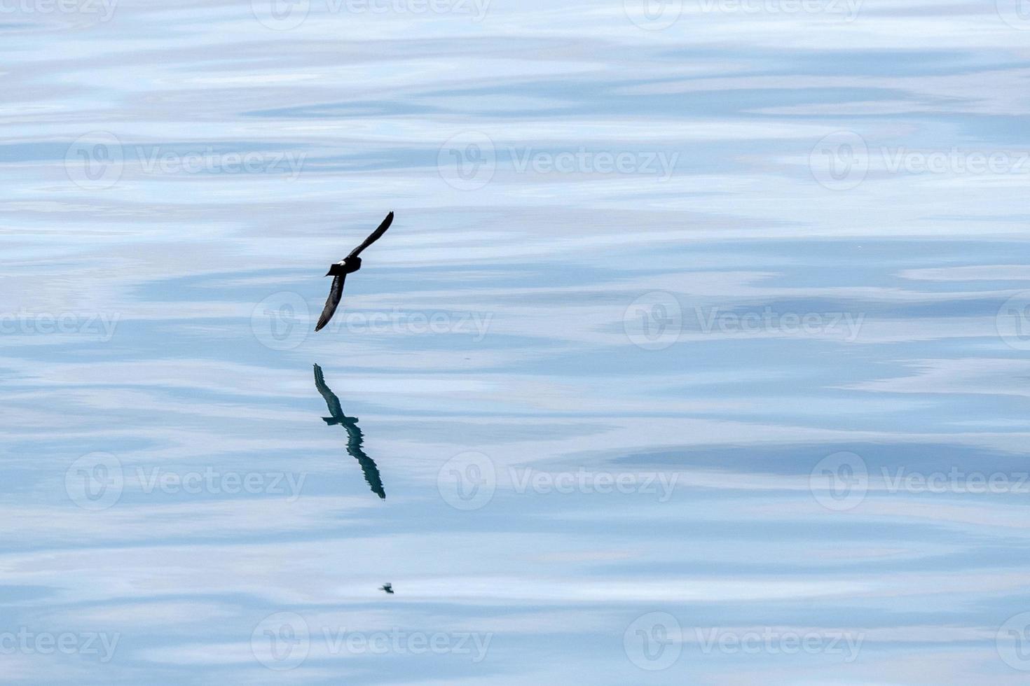 Storm petrel bird flying in mediterranean sea photo