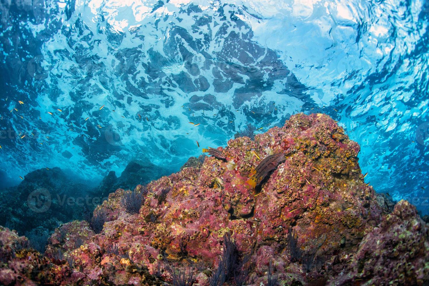 underwater waves on the reef photo