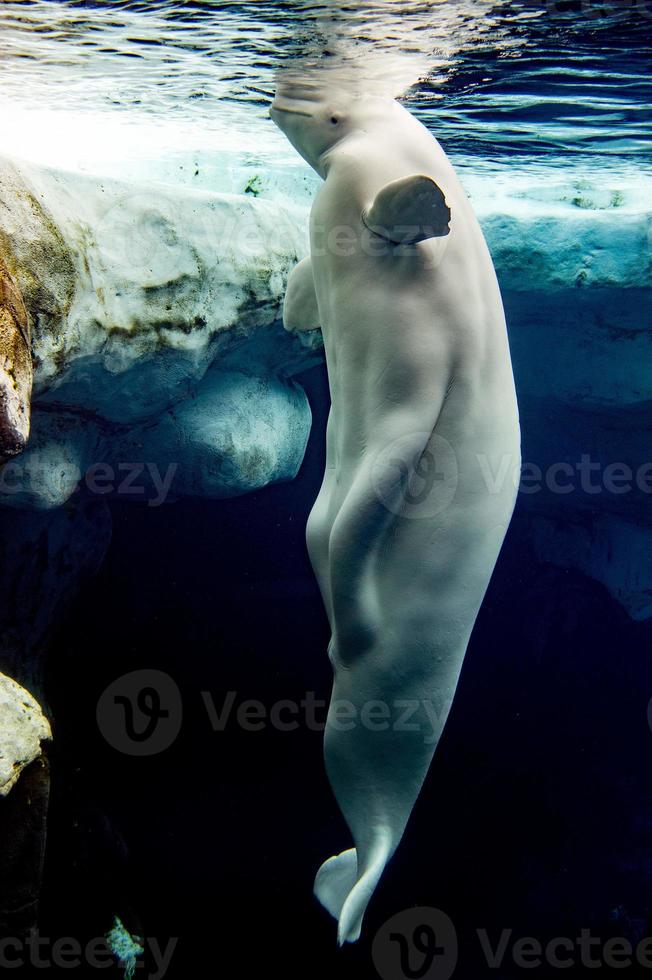 retrato de delfín blanco de ballena beluga foto