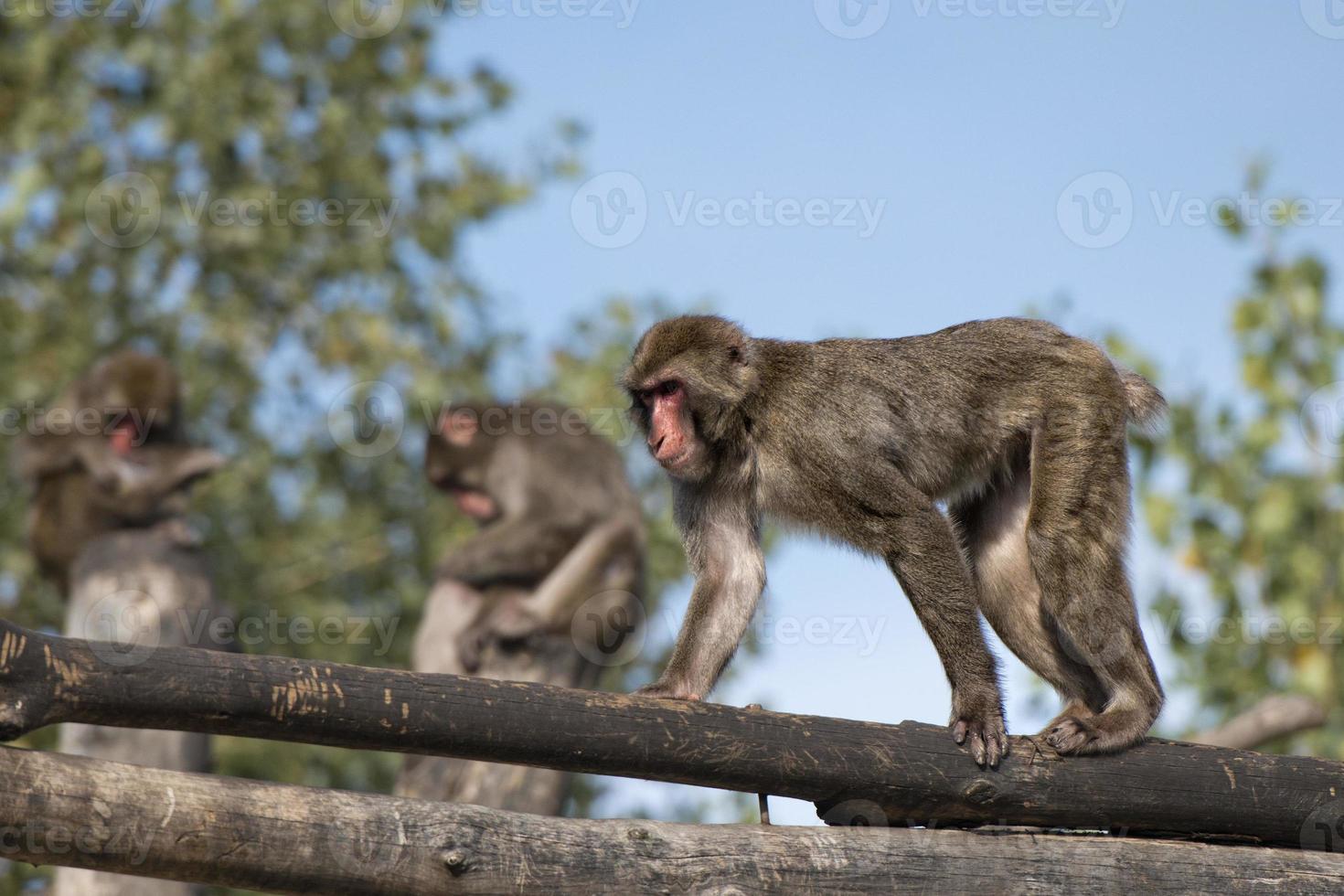 japanese macaque monkey puppy portrait while looking at you photo
