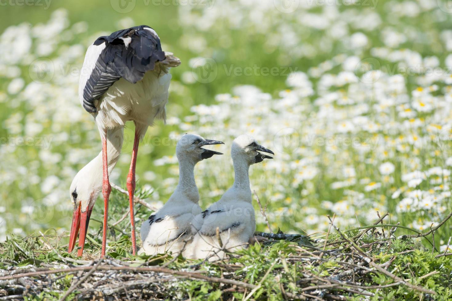 Stork with baby puppy in its nest on the daisy background photo