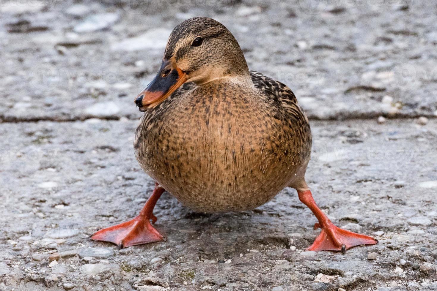 female wild duck funny portrait photo