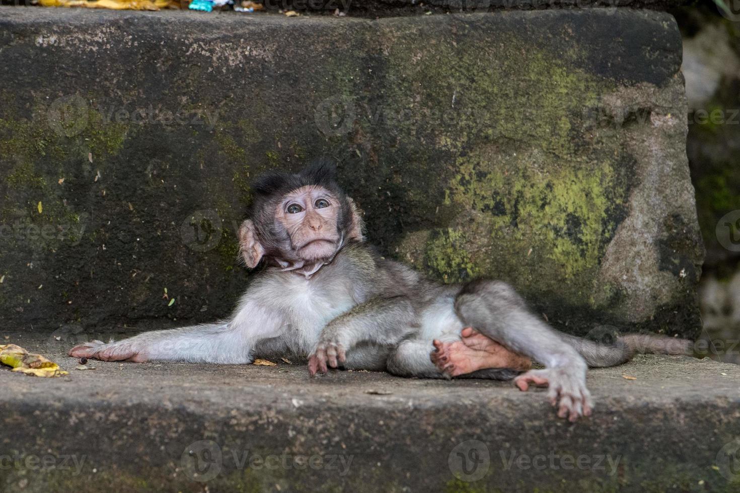 newborn Indonesia macaque monkey ape close up portrait photo