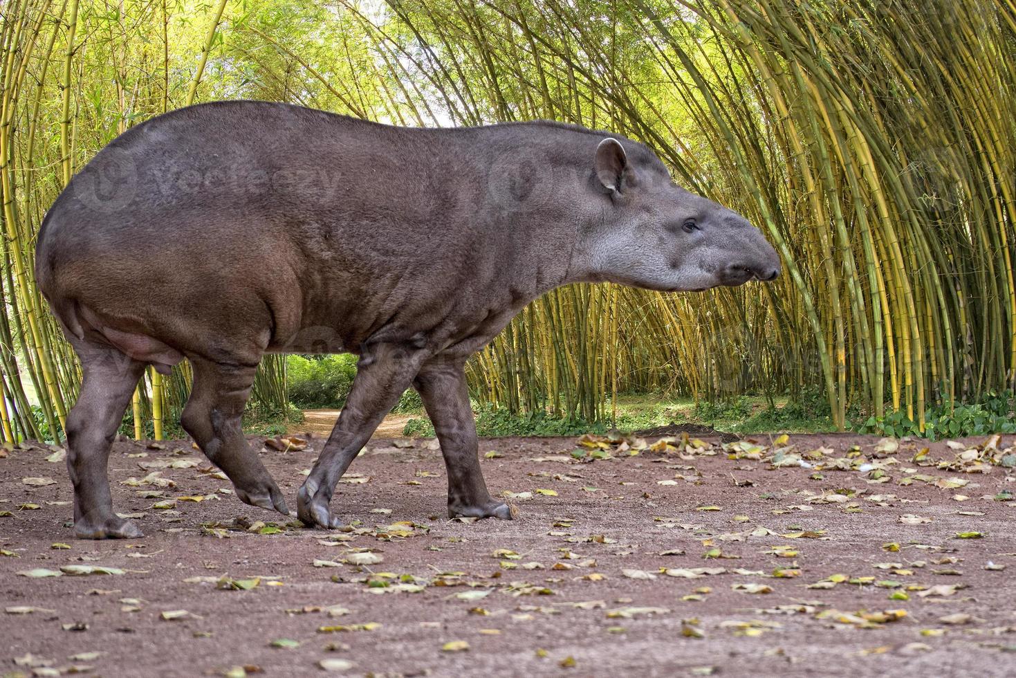 Sud american Tapir close up portrait in the jungle photo