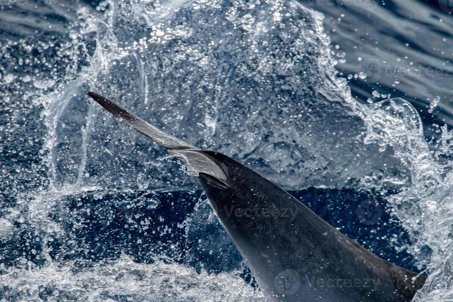 Dolphin while jumping in the deep blue sea photo