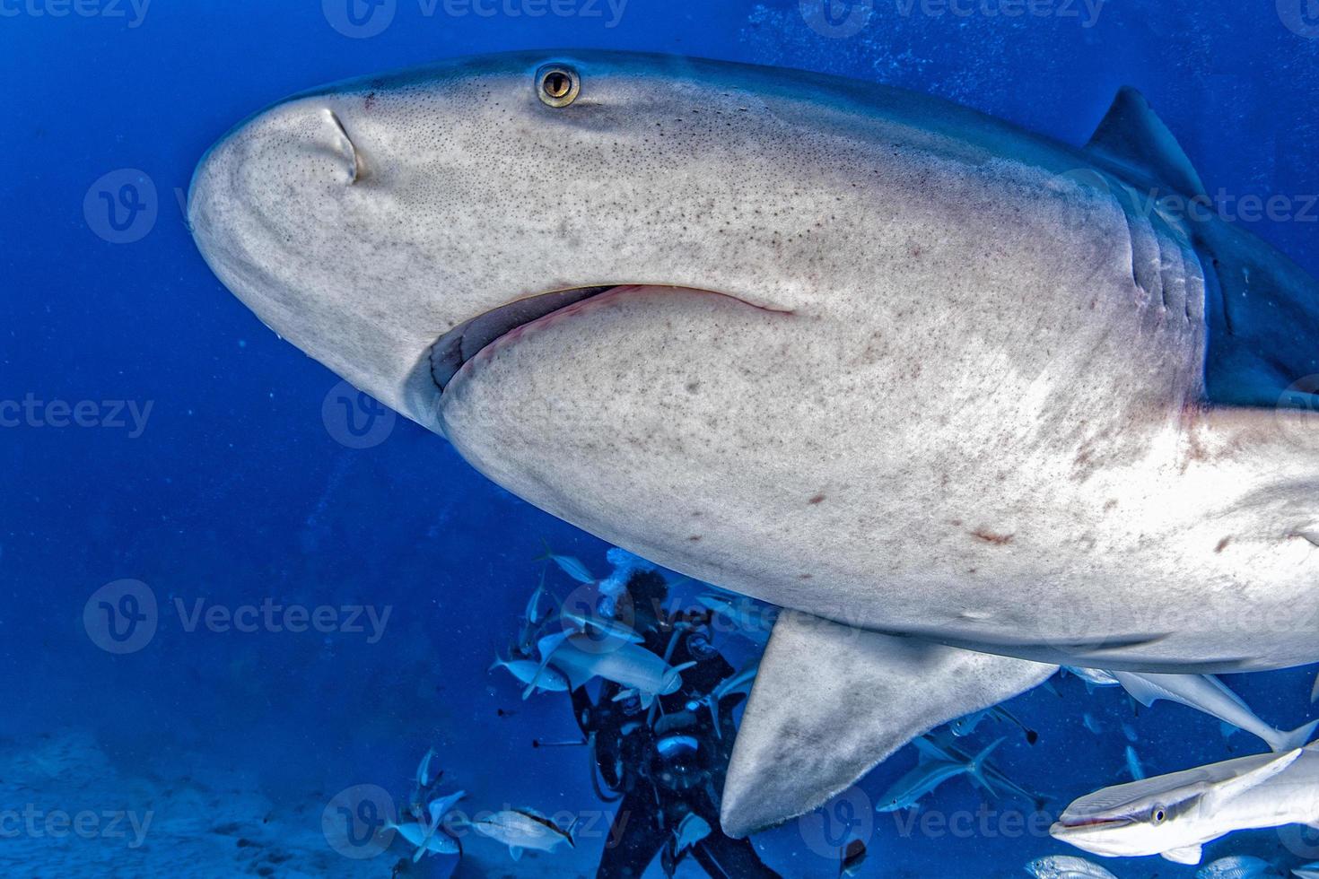 bull shark in the blue ocean background photo