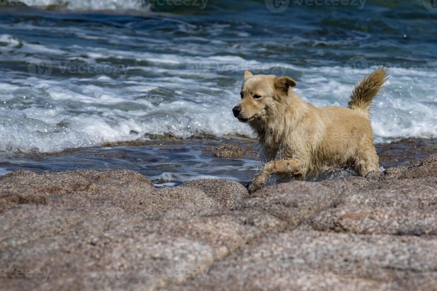 perro lobo blanco mientras te mira desde el mar foto