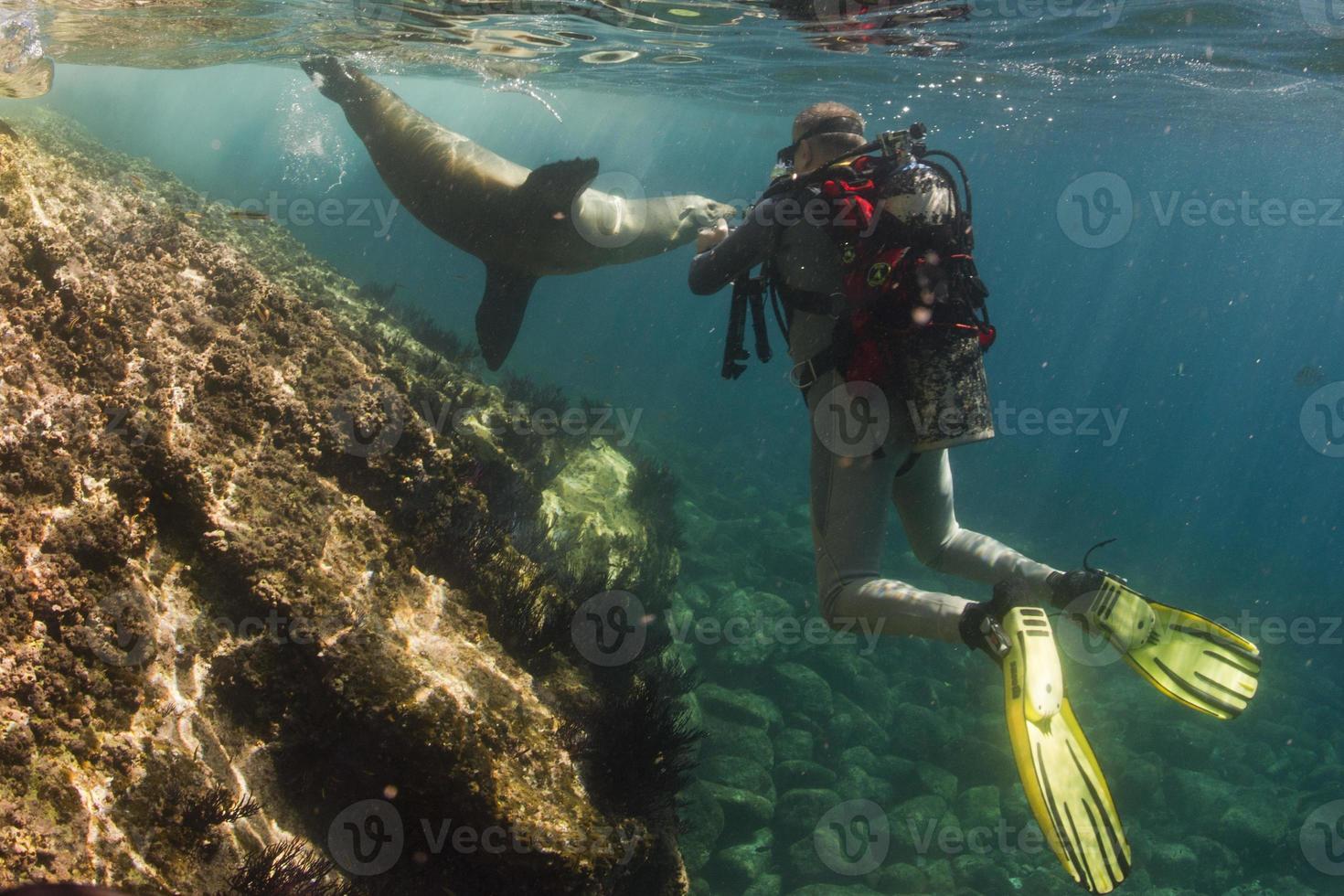 león marino bajo el agua se encuentra con un fotógrafo foto