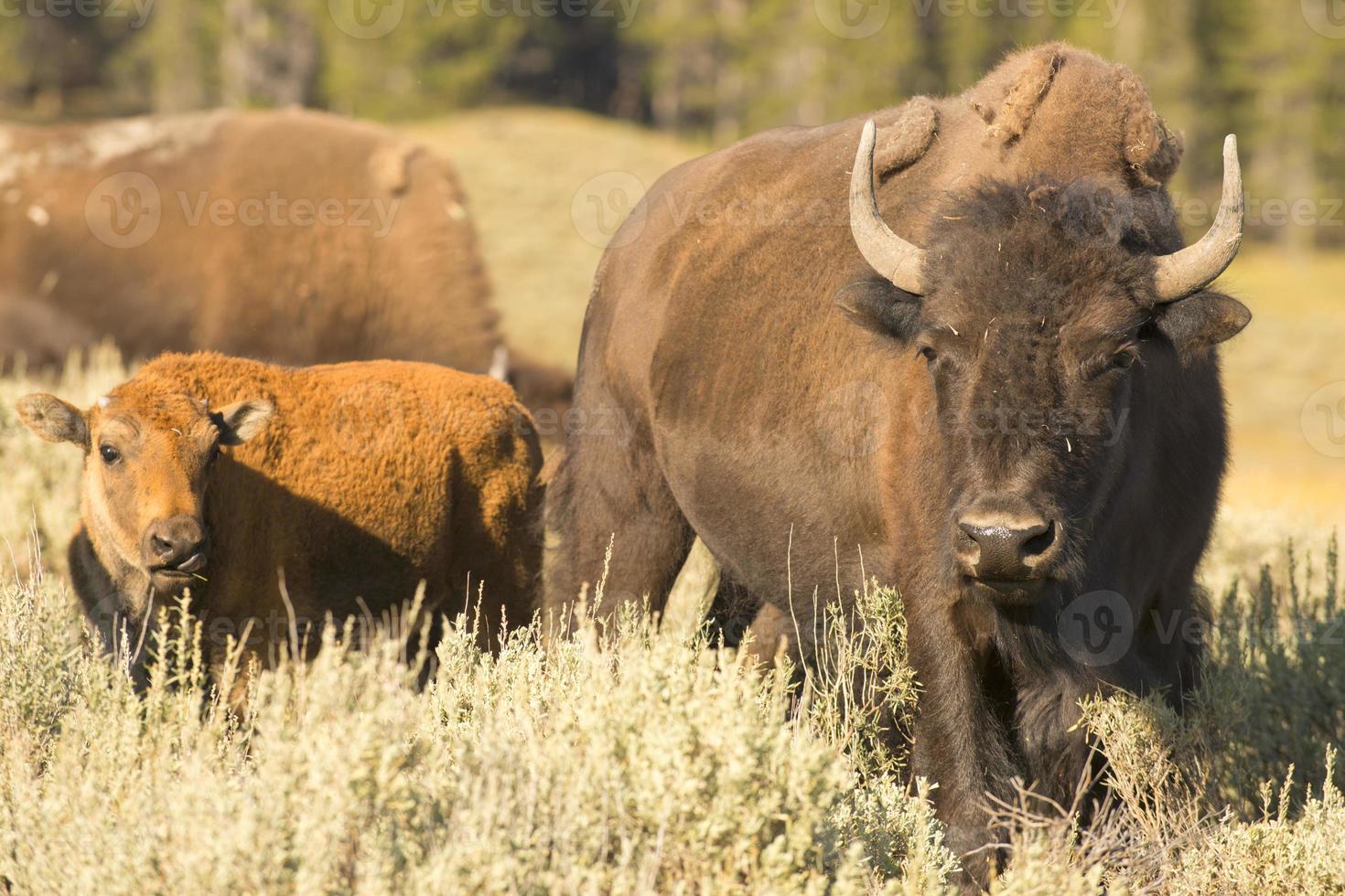 Buffalo Bison in Yellowstone 12205263 Stock Photo at Vecteezy