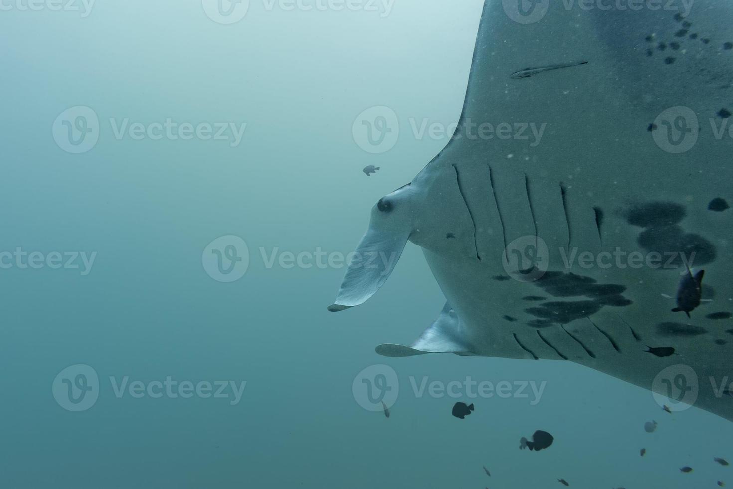 Manta underwater close up portrait while diving photo