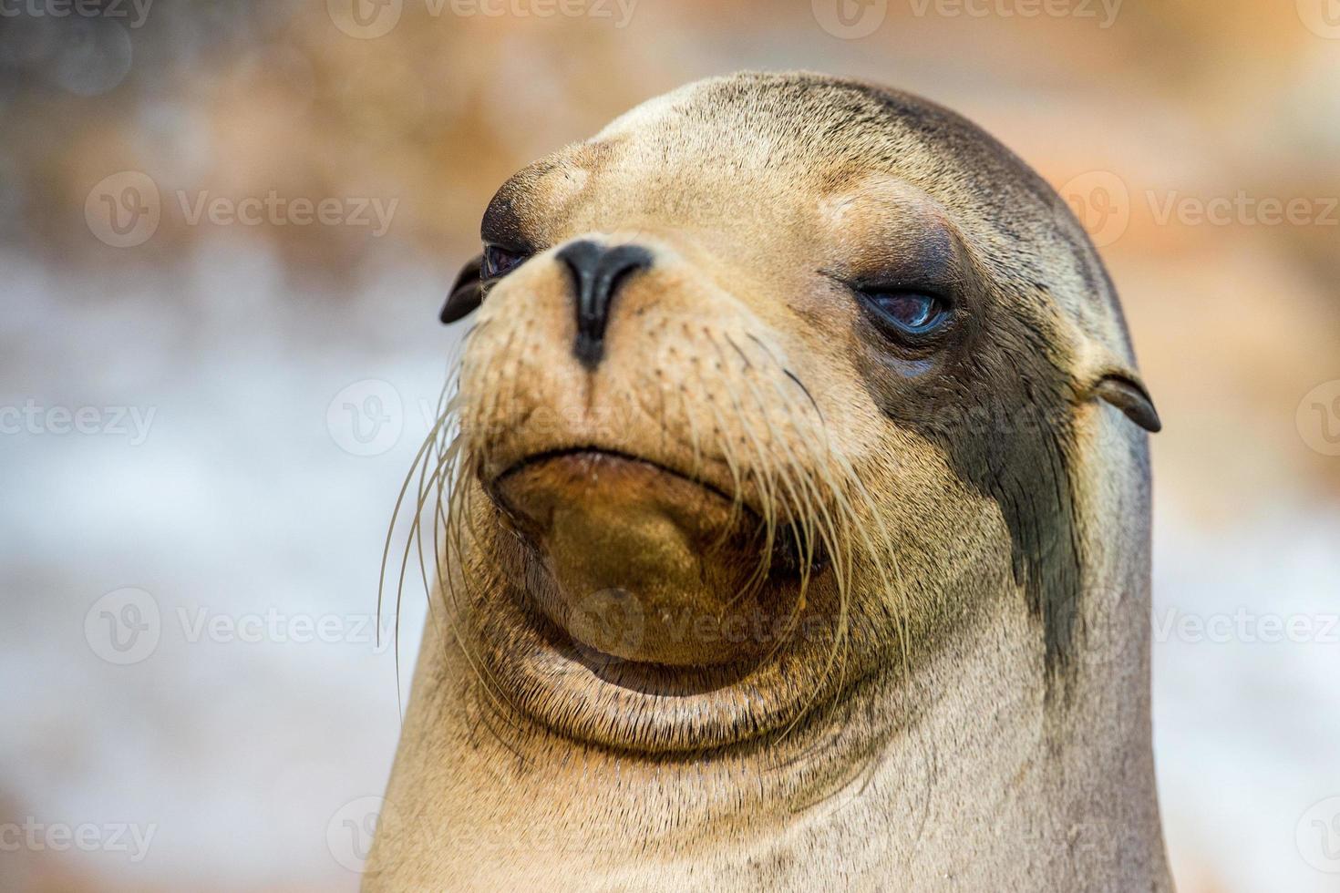 Retrato de cerca de león marino de California foto