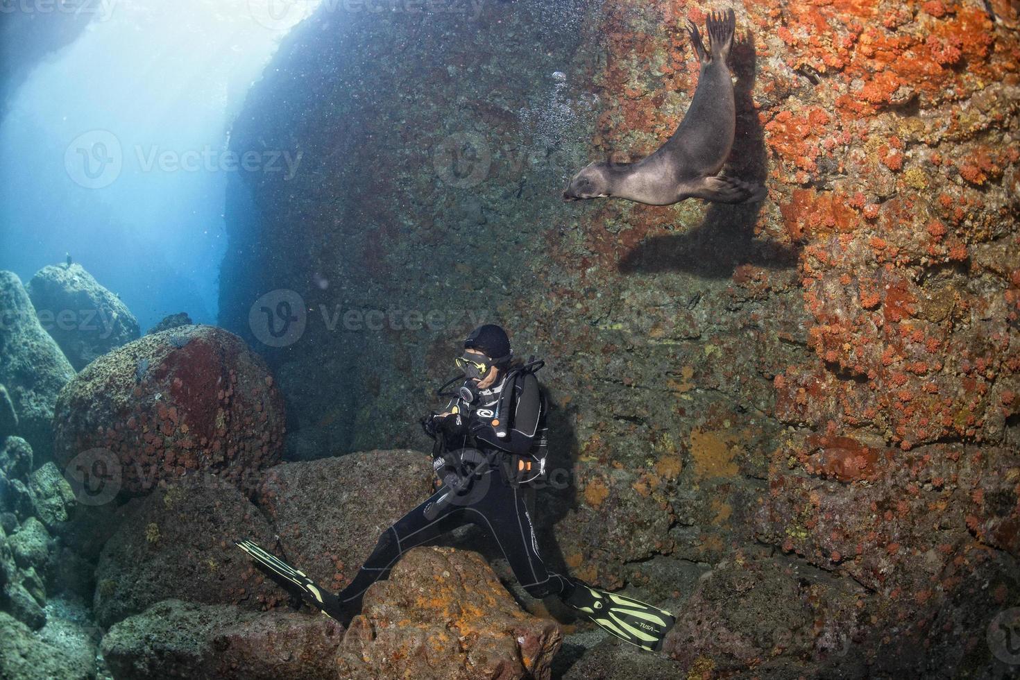 Diver and Puppy sea lion underwater looking at you photo