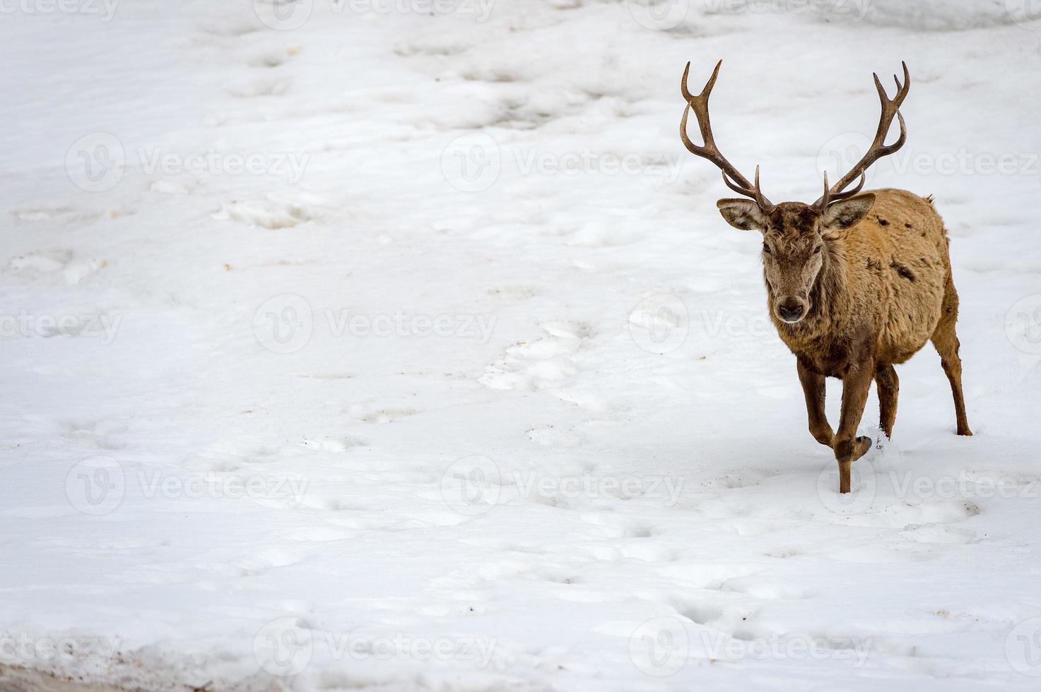 ciervo corriendo sobre la nieve en navidad foto